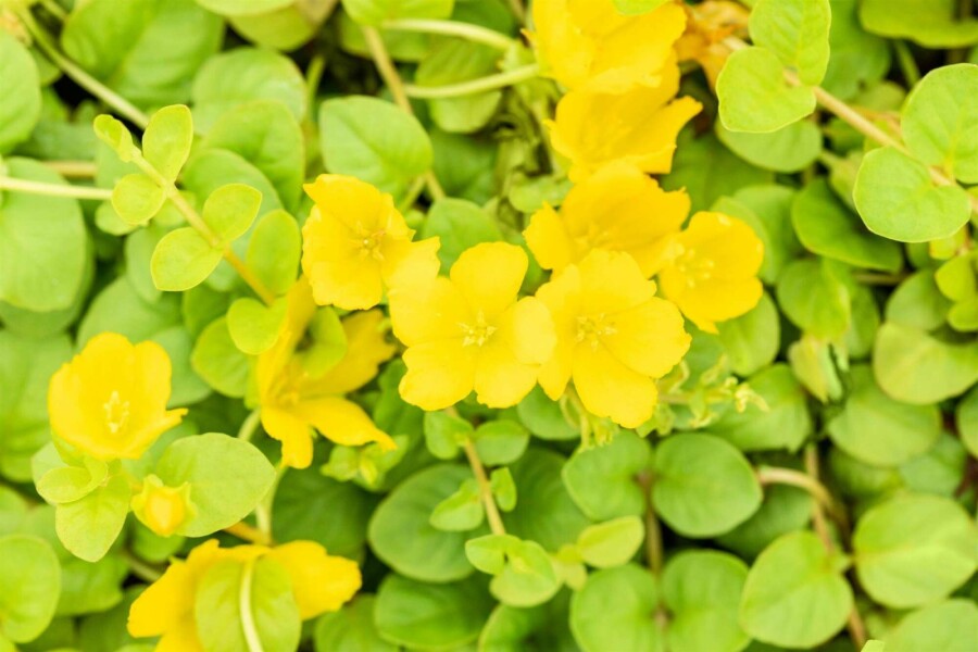 Pfennigkraut Lysimachia nummularia 5-10 Topf P9 Lysimachia nummularia