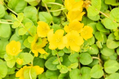 Pfennigkraut Lysimachia nummularia 5-10 Topf P9 Lysimachia nummularia