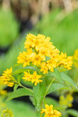 Gilbweiderich Lysimachia vulgaris 5-10 Topf P9 Lysimachia vulgaris