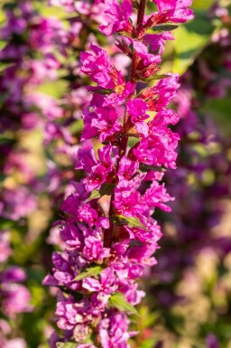 Blutweiderich Lythrum salicaria 'Robin' 5-10 Topf P9 Lythrum salicaria 'Robin'