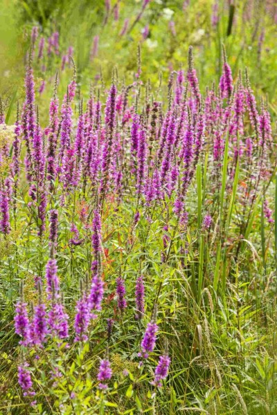 Blutweiderich Lythrum virgatum 'Dropmore Purple' 5-10 Topf P9 Lythrum virgatum 'Dropmore Purple'