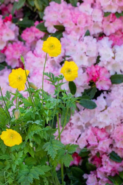 Wald-Scheinmohn Meconopsis cambrica 5-10 Topf P9 Meconopsis cambrica