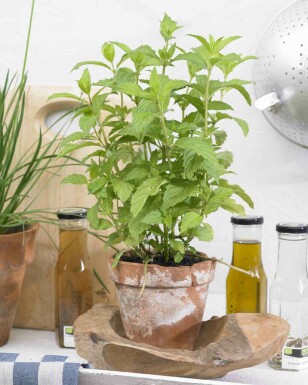 Pfefferminze Mentha piperita 'Swiss' 5-10 Topf P9 Mentha piperita 'Swiss'