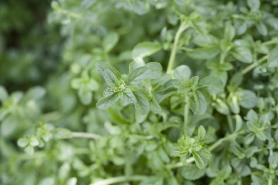 Poleiminze Mentha pulegium 5-10 Topf P9 Mentha pulegium