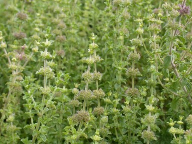 Poleiminze Mentha pulegium 5-10 Topf P9 Mentha pulegium