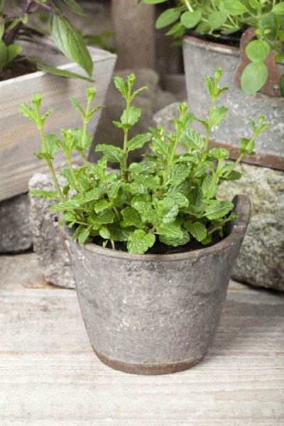 Marokkanische minze Mentha spicata 'Moroccan' 5-10 Topf P9 Mentha spicata 'Moroccan'