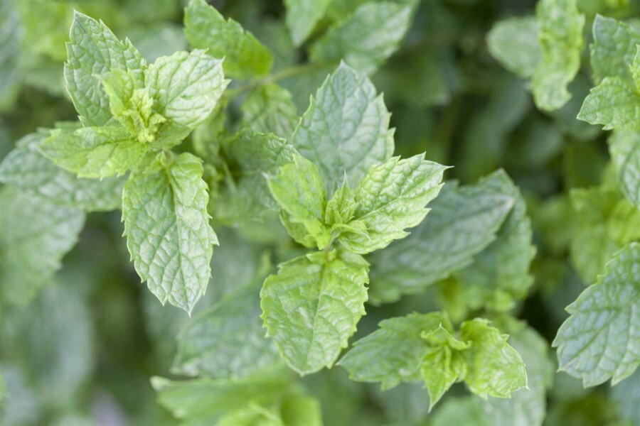 Marokkanische minze Mentha spicata 'Moroccan' 5-10 Topf P9 Mentha spicata 'Moroccan'