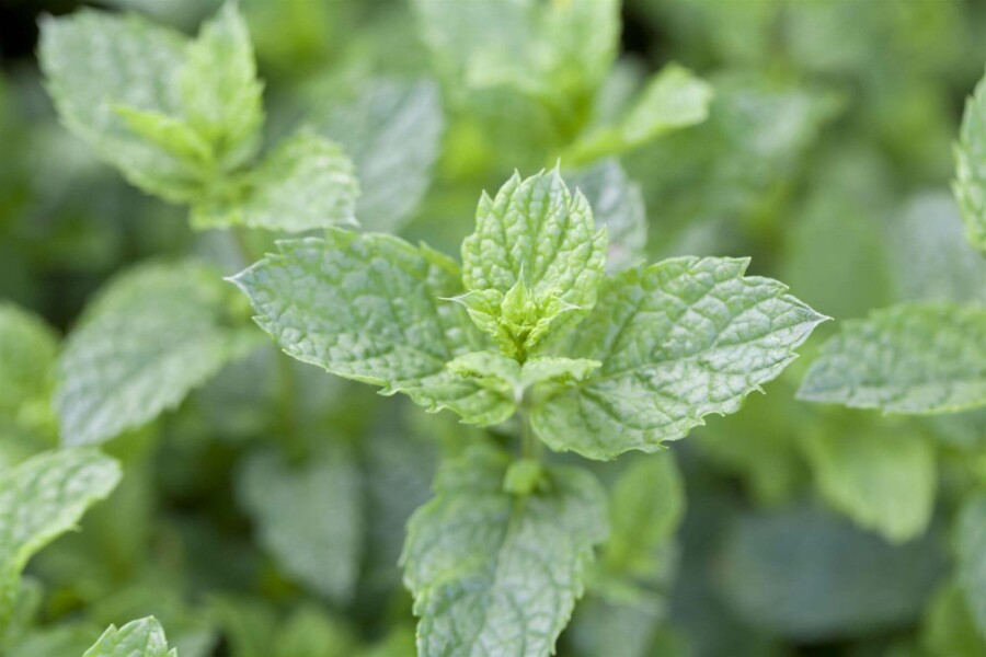 Marokkanische minze Mentha spicata 'Moroccan' 5-10 Topf P9 Mentha spicata 'Moroccan'