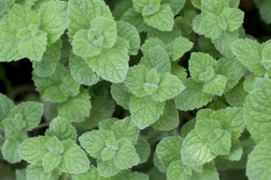 Marokkanische minze Mentha spicata 'Moroccan' 5-10 Topf P9 Mentha spicata 'Moroccan'