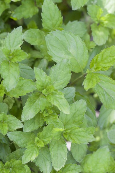 Grüne minze Mentha spicata 5-10 Topf P9 Mentha spicata