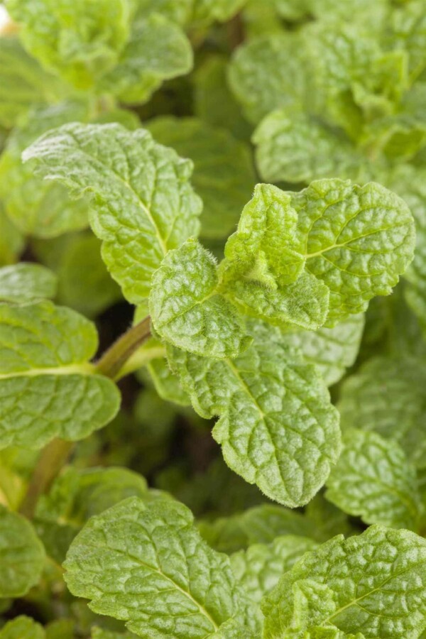 Grüne minze Mentha spicata 5-10 Topf P9 Mentha spicata