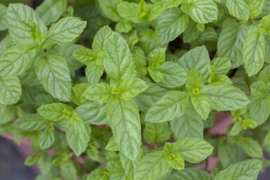 Grüne minze Mentha spicata 5-10 Topf P9 Mentha spicata