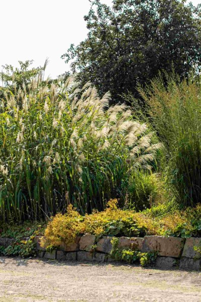 Elefantengras Miscanthus giganteus 5-10 Topf P9 Miscanthus giganteus