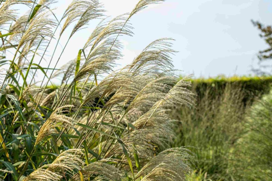 Elefantengras Miscanthus giganteus 5-10 Topf P9 Miscanthus giganteus