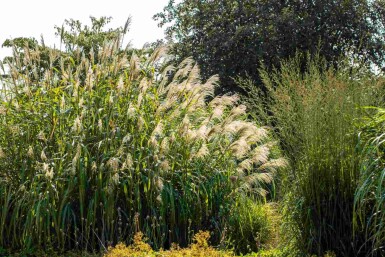 Elefantengras Miscanthus giganteus 5-10 Topf P9 Miscanthus giganteus