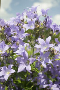 Dolden-Glockenblume Campanula lactiflora 'Prichard's Variety' Topf Campanula lactiflora 'Prichard's Variety'