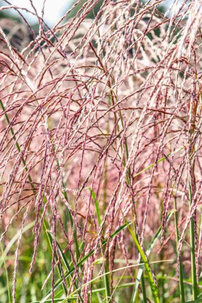 Chinaschilf Miscanthus sinensis 'Flamingo' 5-10 Topf P9 Miscanthus sinensis 'Flamingo'
