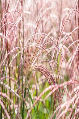 Chinaschilf Miscanthus sinensis 'Flamingo' 5-10 Topf P9 Miscanthus sinensis 'Flamingo'