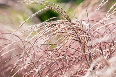 Chinaschilf Miscanthus sinensis 'Flamingo' 5-10 Topf P9 Miscanthus sinensis 'Flamingo'