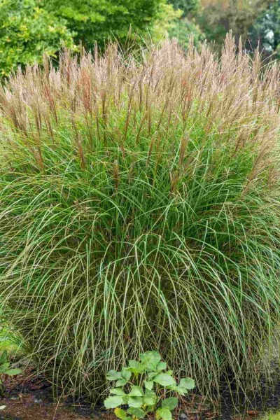 Miscanthus sinensis