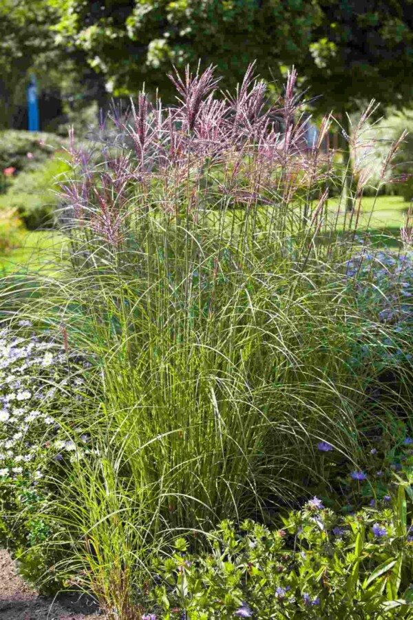 Chinaschilf Miscanthus sinensis 5-10 Topf P9 Miscanthus sinensis