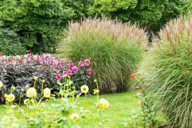 Miscanthus sinensis