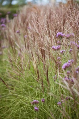 Miscanthus sinensis