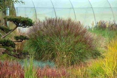 Chinaschilf Miscanthus sinensis 5-10 Topf P9 Miscanthus sinensis