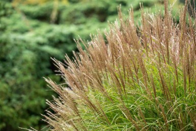 Chinaschilf Miscanthus sinensis 5-10 Topf P9 Miscanthus sinensis