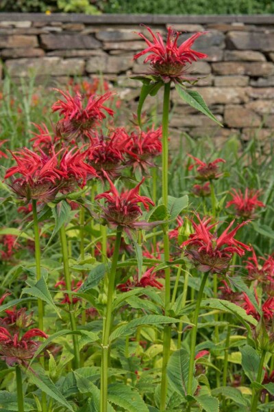 Indianernessel Monarda fistulosa 'Gardenview Scarlet' 5-10 Topf P9 Monarda fistulosa 'Gardenview Scarlet'