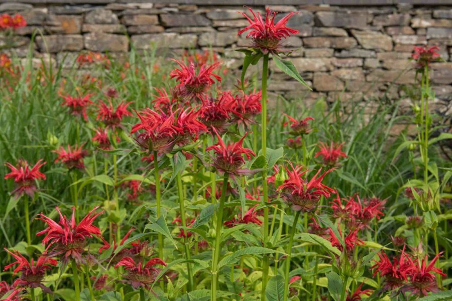Indianernessel Monarda fistulosa 'Gardenview Scarlet' 5-10 Topf P9 Monarda fistulosa 'Gardenview Scarlet'