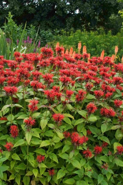 Indianernessel Monarda fistulosa 'Jacob Cline' 5-10 Topf P9 Monarda fistulosa 'Jacob Cline'