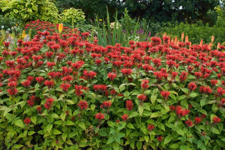 Indianernessel Monarda fistulosa 'Jacob Cline' 5-10 Topf P9 Monarda fistulosa 'Jacob Cline'