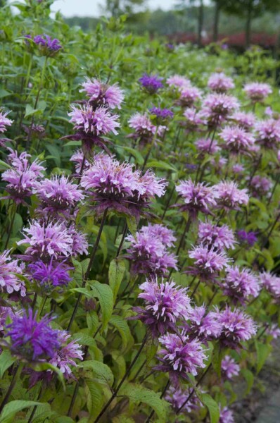 Indianernessel Monarda fistulosa 'Prärienacht' 5-10 Topf P9 Monarda fistulosa 'Prärienacht'
