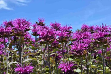 Indianernessel Monarda fistulosa 'Scorpion' 5-10 Topf P9 Monarda fistulosa 'Scorpion'