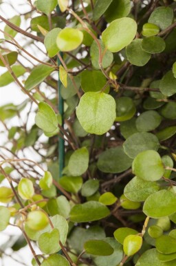 Kriechende mühlenbeckie Muehlenbeckia axillaris 5-10 Topf P9 Muehlenbeckia axillaris