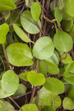 Kriechende mühlenbeckie Muehlenbeckia axillaris 5-10 Topf P9 Muehlenbeckia axillaris