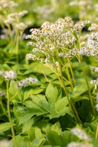 Koreanischer fächerahorn Mukdenia rossii 5-10 Topf P9 Mukdenia rossii