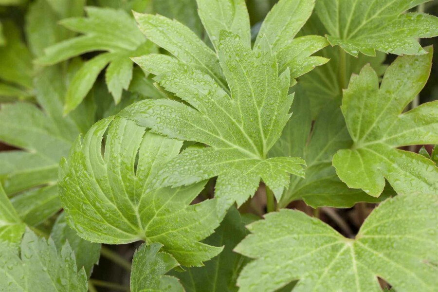 Koreanischer fächerahorn Mukdenia rossii 5-10 Topf P9 Mukdenia rossii