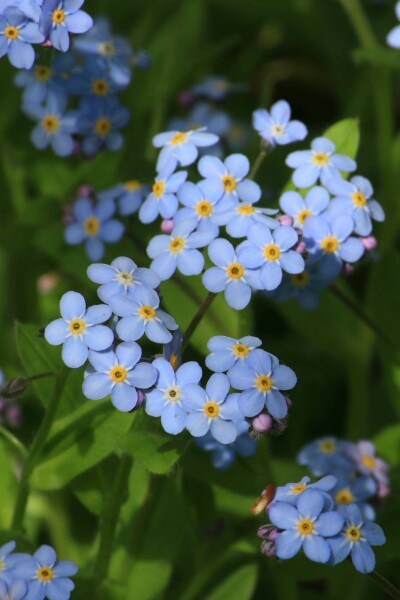 Sumpf-Vergißmeinnicht Myosotis palustris 5-10 Topf P9 Myosotis palustris