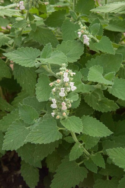 Katzenminze Nepeta cataria 5-10 Topf P9 Nepeta cataria