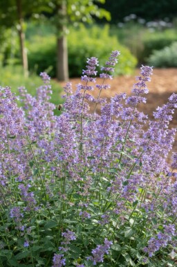 Nepeta faassenii 'Grol'