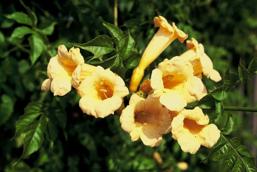 Gelbe Klettertrompete 'Flava' Campsis radicans 'Flava' strauch 150-175 C5 Campsis radicans 'Flava' Strauch 150-175 cm