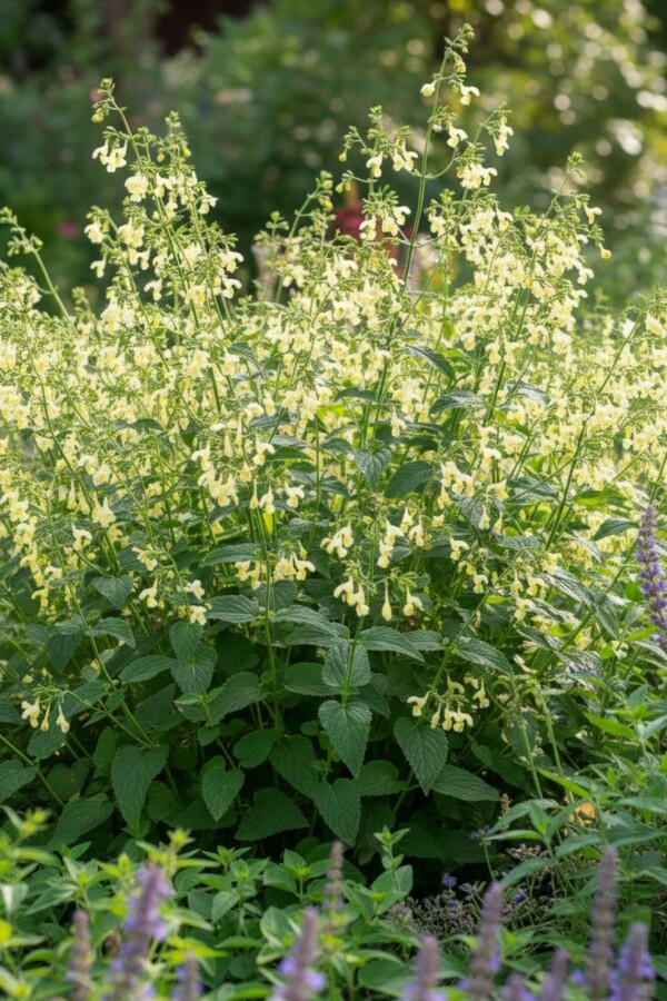 Katzenminze Nepeta govaniana 5-10 Topf P9 Nepeta govaniana
