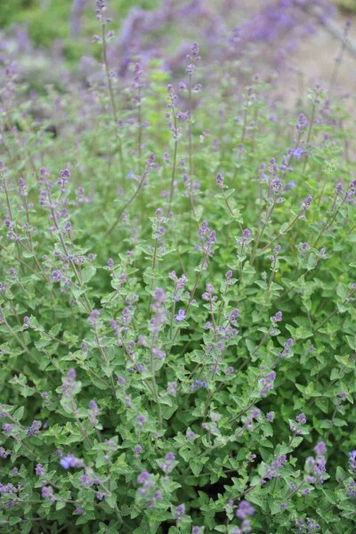 Katzenminze Nepeta faassenii 'Kit Cat' 5-10 Topf P9 Nepeta faassenii 'Kit Cat'