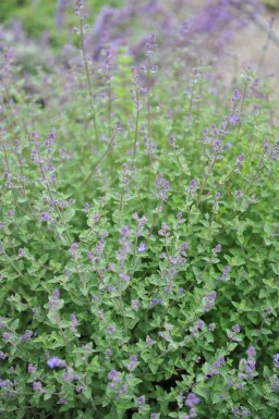 Katzenminze Nepeta faassenii 'Kit Cat' 5-10 Topf P9 Nepeta faassenii 'Kit Cat'