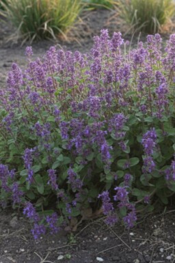 Nepeta racemosa 'Grog'