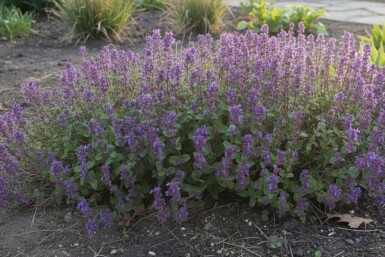 Katzenminze Nepeta racemosa 'Grog' 5-10 Topf P9 Nepeta racemosa 'Grog'