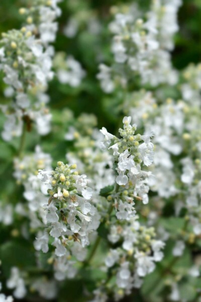 Katzenminze Nepeta racemosa 'Snowflake' 5-10 Topf P9 Nepeta racemosa 'Snowflake'