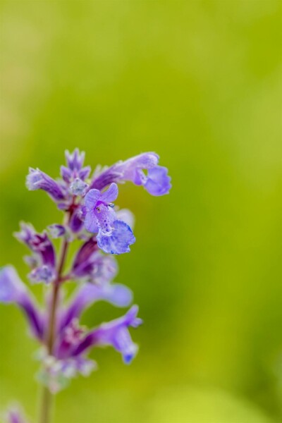 Katzenminze Nepeta faassenii 'Senior' 5-10 Topf P9 Nepeta faassenii 'Senior'